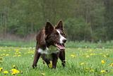 BORDER COLLIE 985